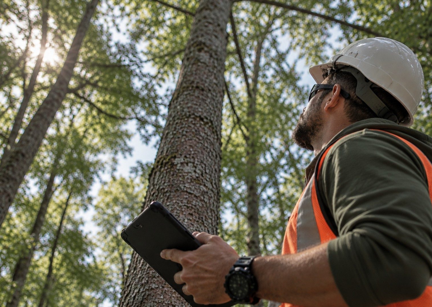 Arborist inspecting a mature tree in Niagara, Ontario