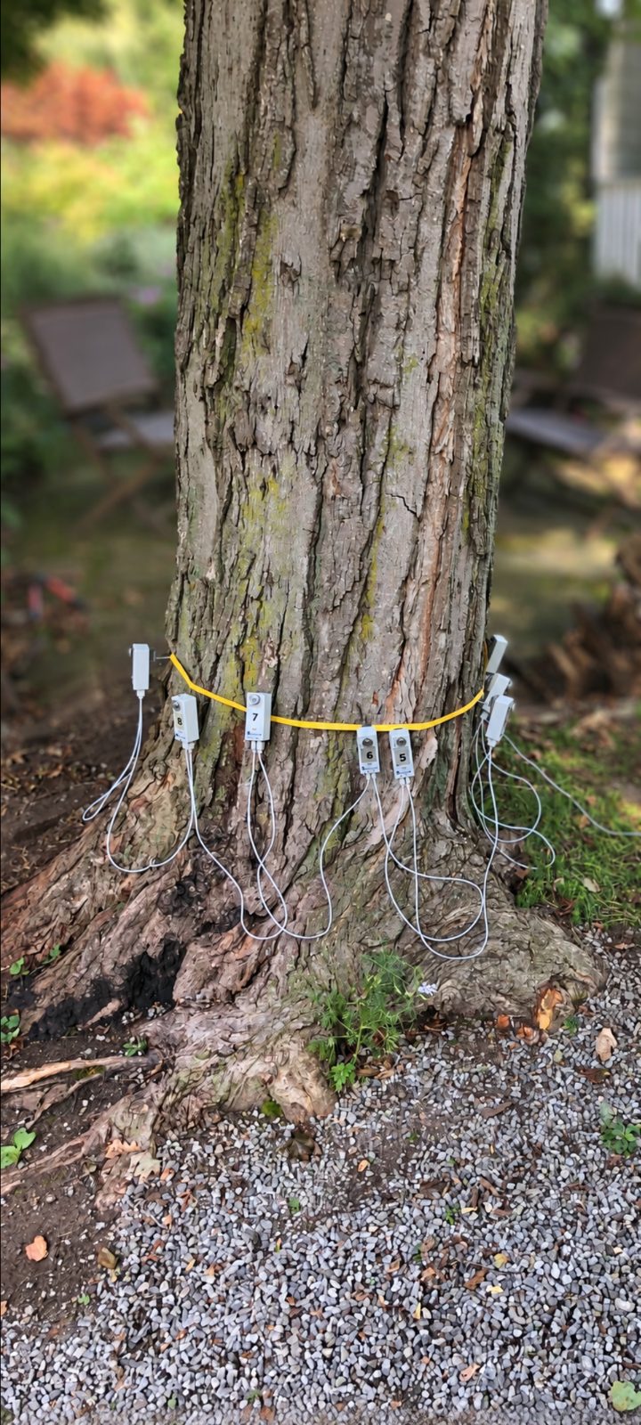 Diagnostic sensors fitted around the base of a tree