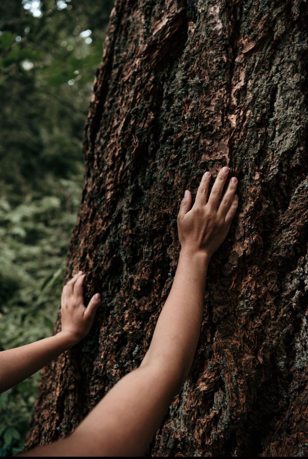 Hands examining the bark of a mature tree