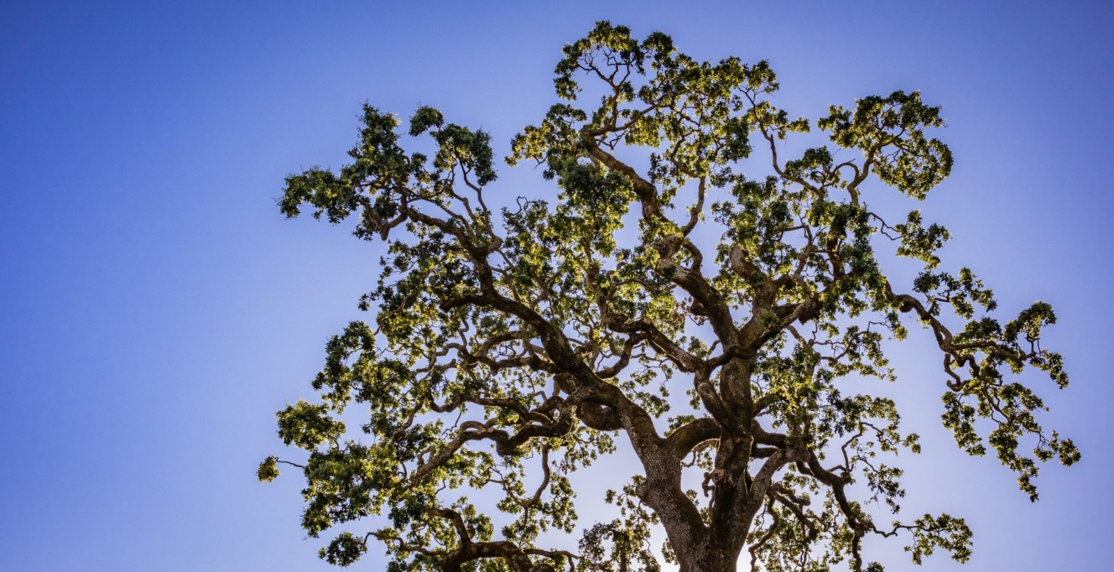 Canopy of a mature tree against a blue sky